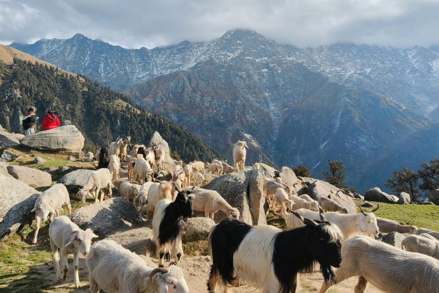 Himachal Paradise 4 Days 3 Nights Tour Package | Best Hill Station