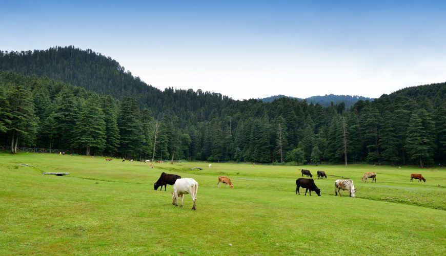 How to Reach Dalhousie from Delhi – Complete Road, Bus & Volvo Guide