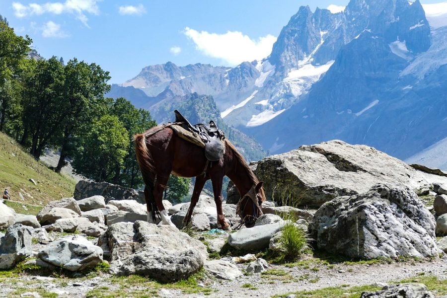 Winter Special Gulmarg & Srinagar Tour Package