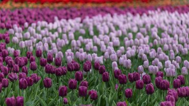 Kashmir Tulip Garden Tour Package 5 Nights 6 Days
