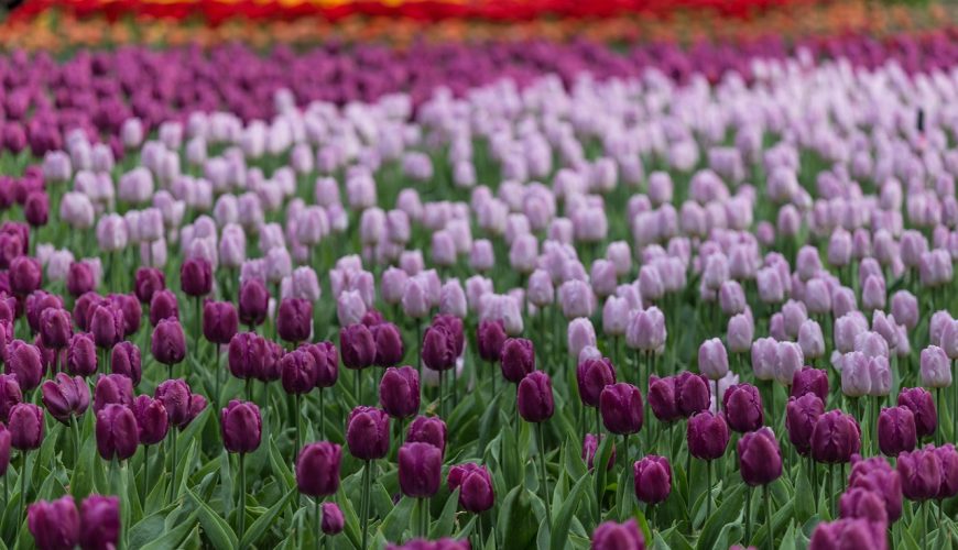 Kashmir Tulip Garden Tour Package 5 Nights 6 Days