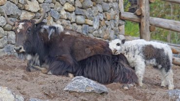 Hidden Places in Manali Most Tourists Don’t Know About