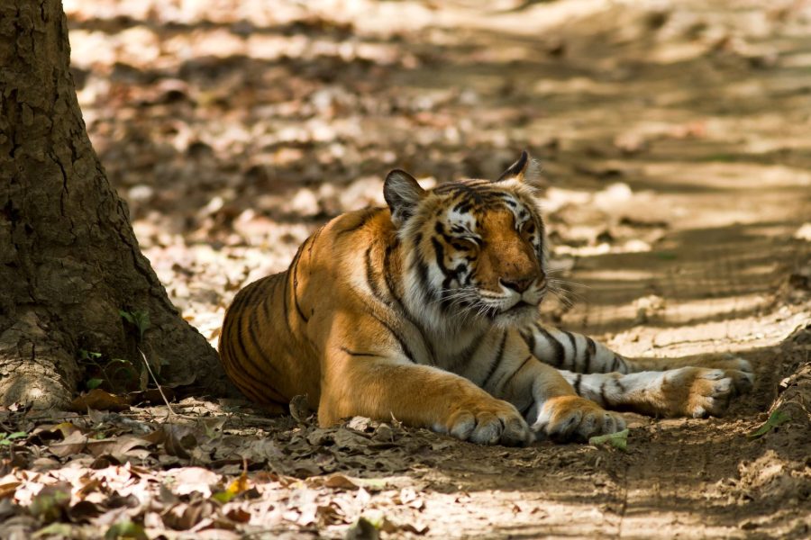 Jim Corbett Tour Package – 2N/3N Wildlife Getaway from India
