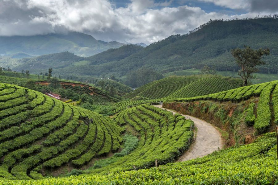 Ooty Munnar Honeymoon Package – Romantic South India Getaway