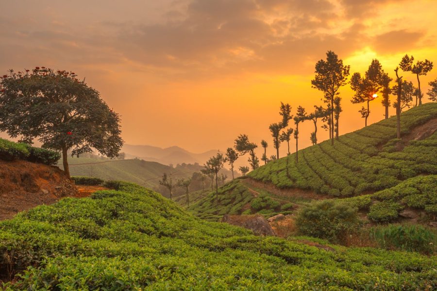 Munnar Tour Package – Explore Kerala’s Scenic Hill Station