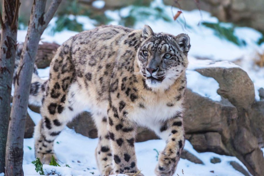 Explore Spiti Valley in Winter – Snow Leopard Expedition