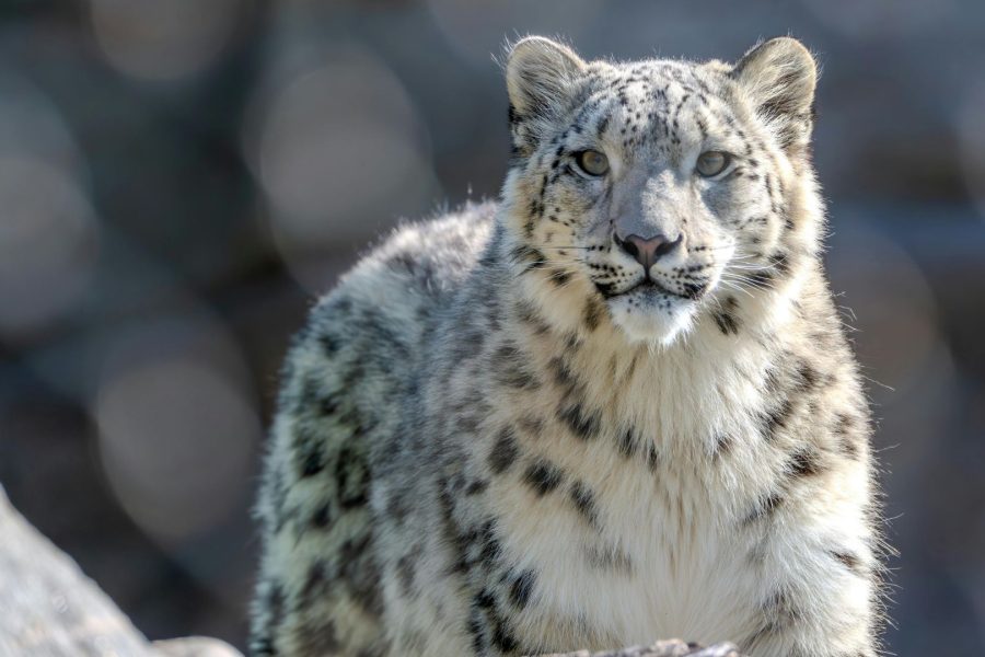 Explore Spiti Valley in Winter – Snow Leopard Expedition