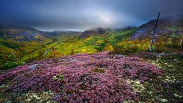 Valley of Flowers Travel Guide 2026 | Best Time to Visit, Trek Itinerary, Budget, Ticket, Weather & More