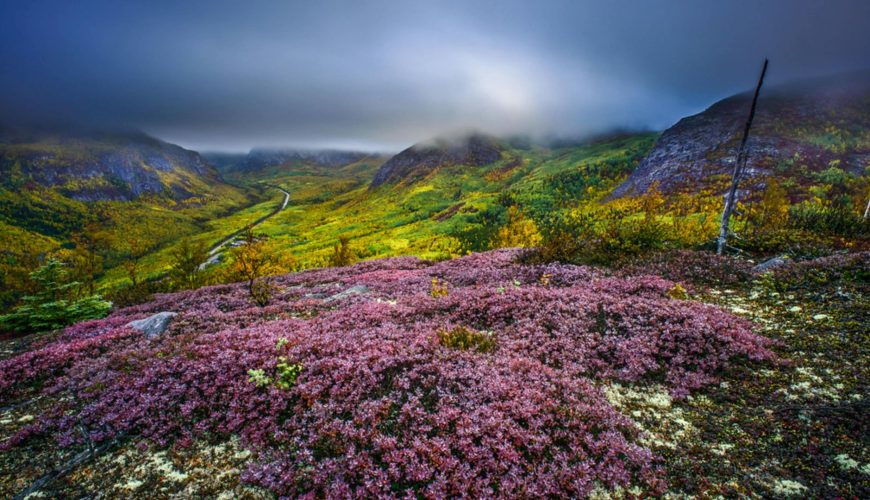 Valley of Flowers Travel Guide 2026 | Best Time to Visit, Trek Itinerary, Budget, Ticket, Weather & More