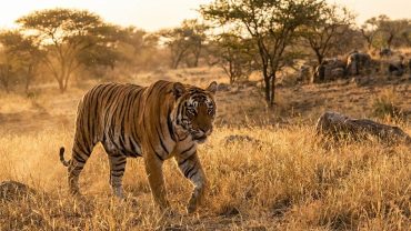 Best Wildlife Safari Tour Packages in India for Winter 2026–27: Parks, Prices & Travel Tips